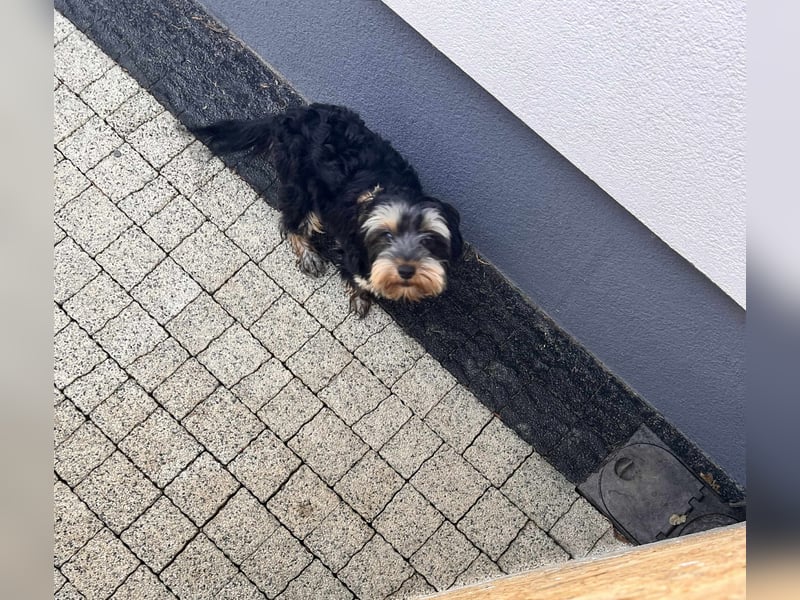 Oscar