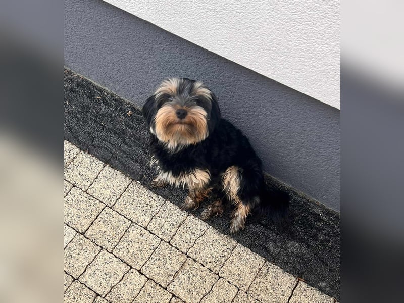 Oscar