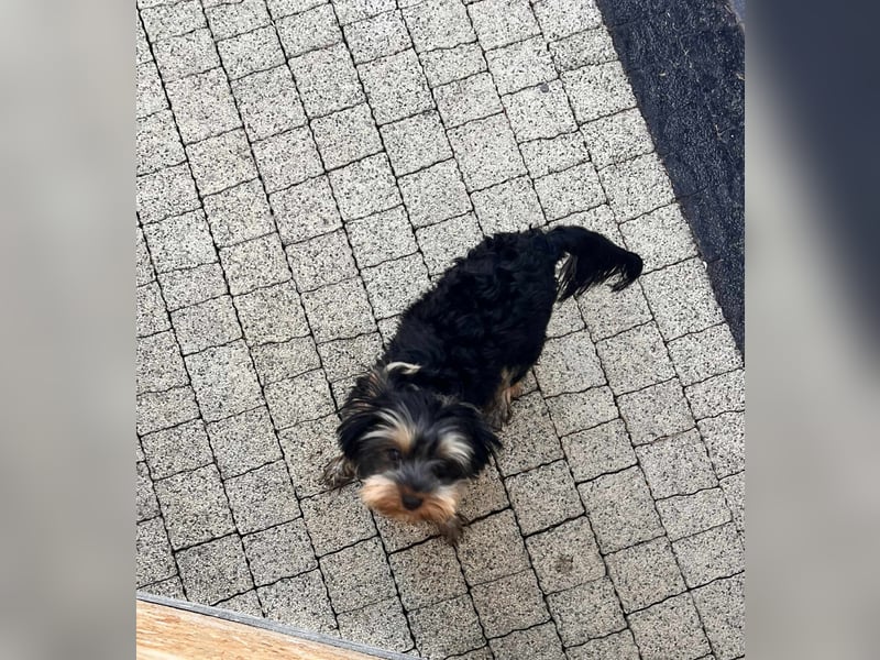 Oscar