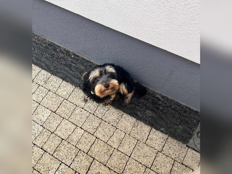 Oscar
