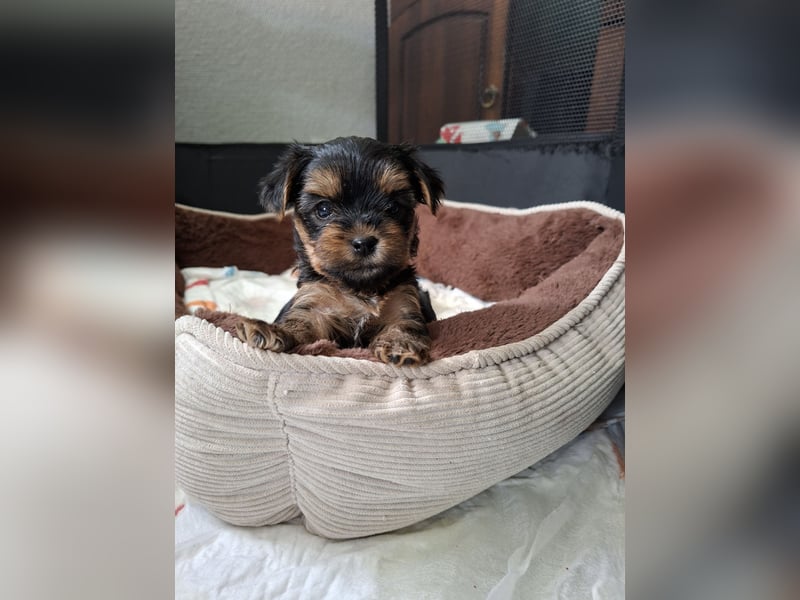 Yorkshire Terrier Welpen
