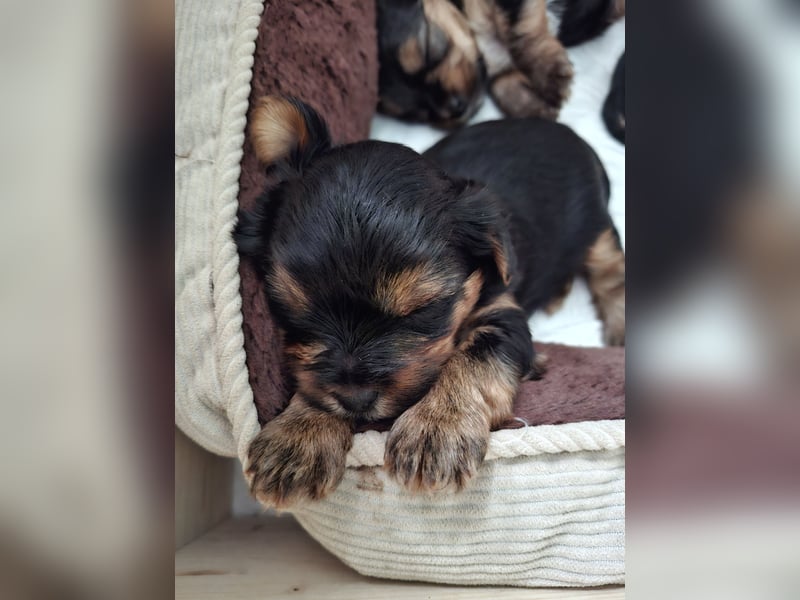 Yorkshire Terrier Welpen