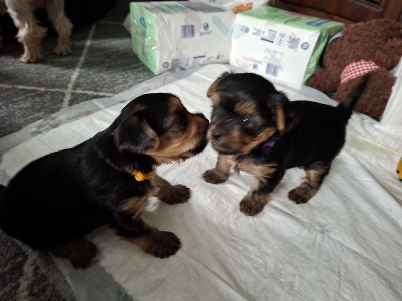 Yorkshire Terrier Welpen