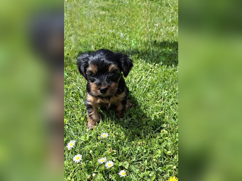 Yorkshire Terrier Welpen