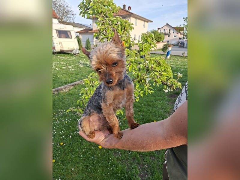 Yorkshire Terrier Welpen
