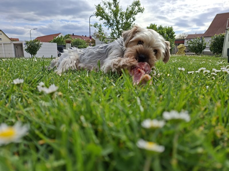 Yorkshire Terrier Welpen