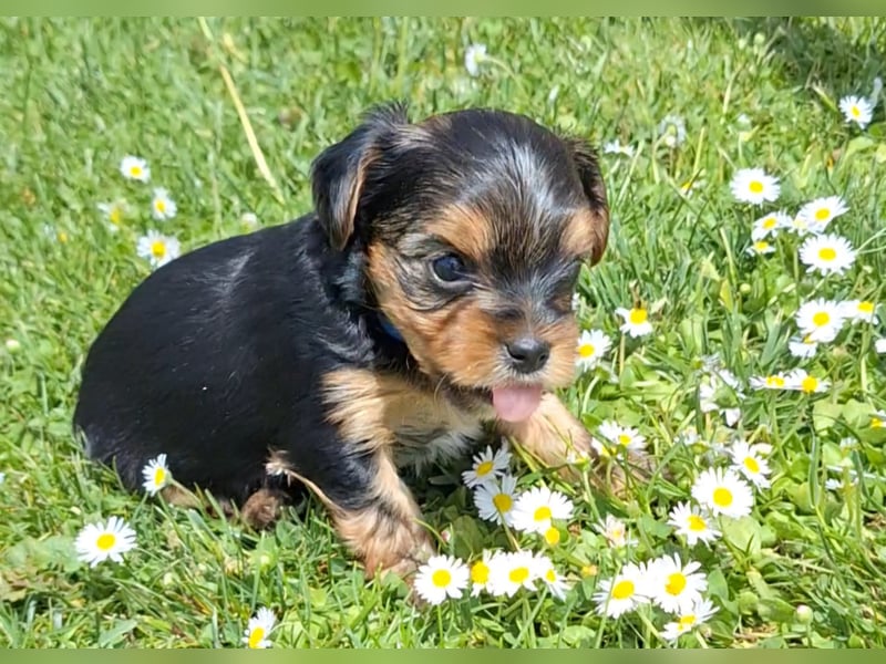 Yorkshire Terrier Welpen
