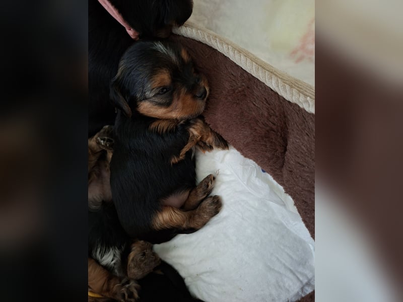Yorkshire Terrier Welpen