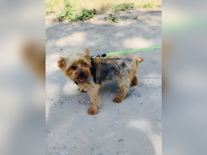Yorkie Susie sucht ein Zuhause
