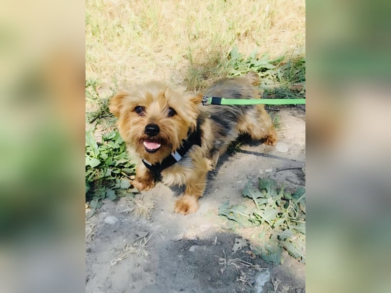 Yorkie Susie sucht ein Zuhause