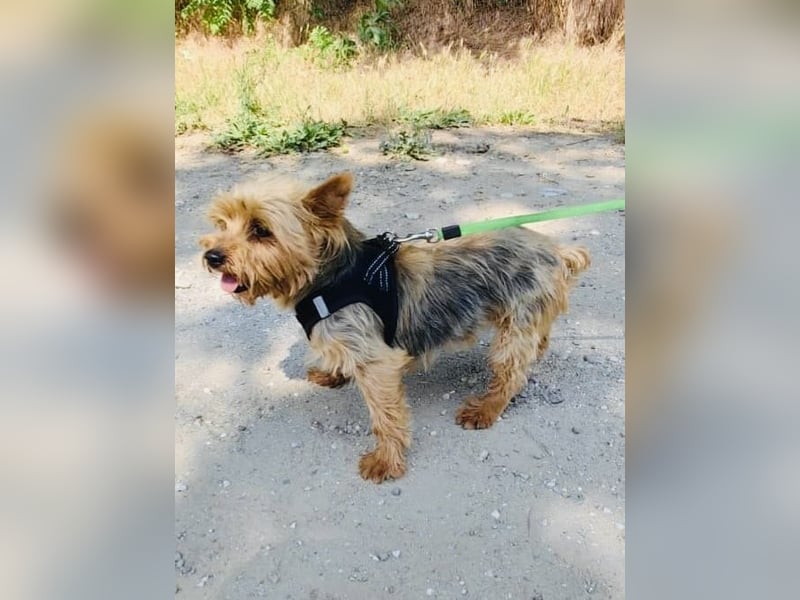 Yorkie Susie sucht ein Zuhause