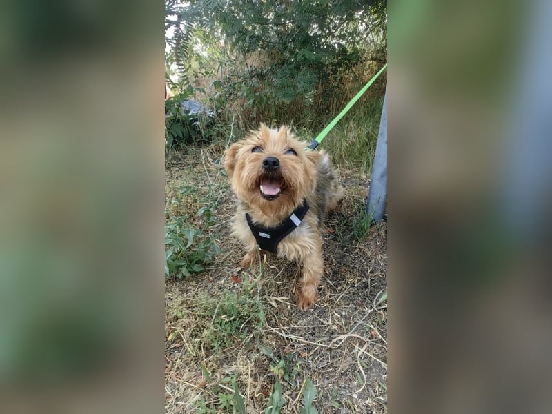 Yorkie Susie sucht ein Zuhause