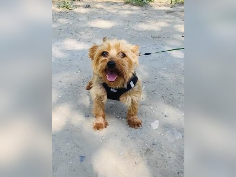 Yorkie Susie sucht ein Zuhause