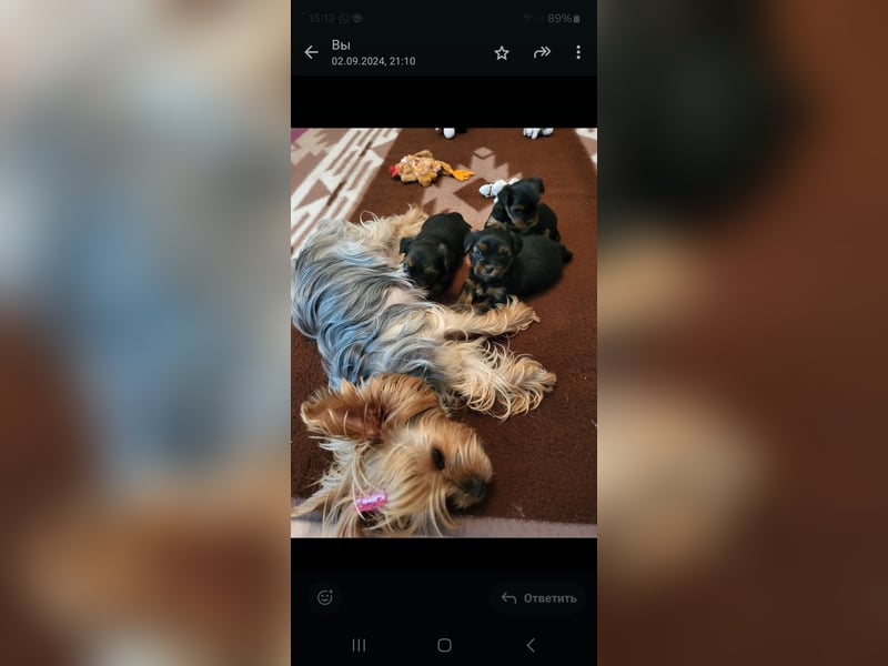 Yorkshire-Terrier-Welpen