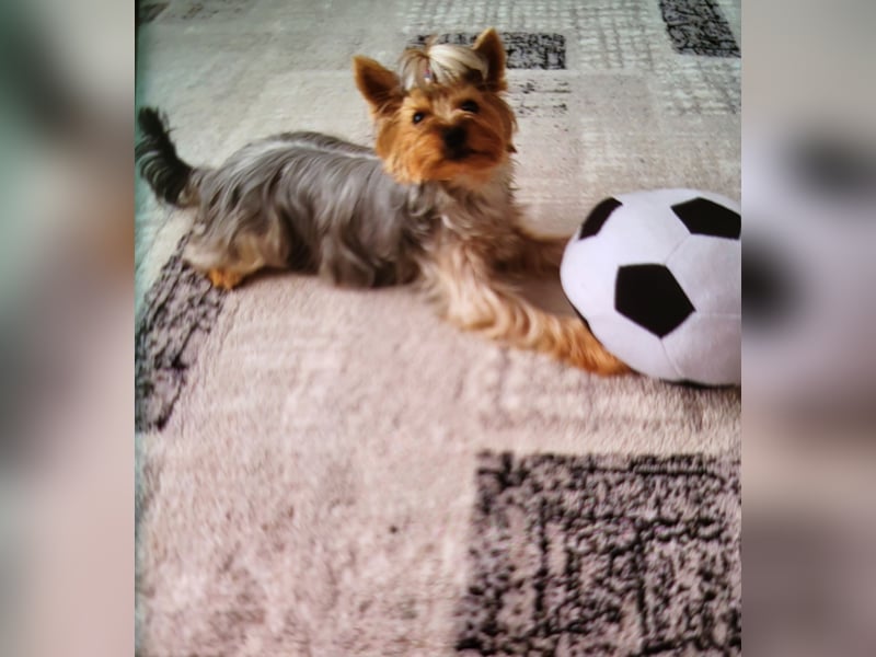 Yorkshire-Terrier-Welpen