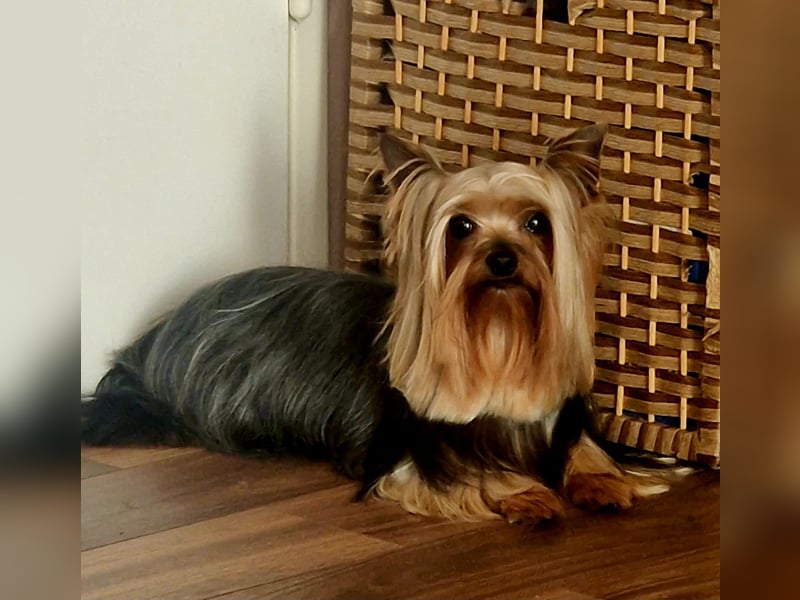 Yorkshire-Terrier-Welpen