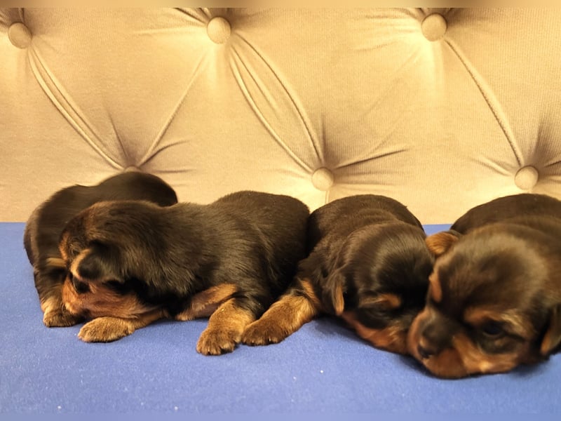 Yorkshire-Terrier-Welpen