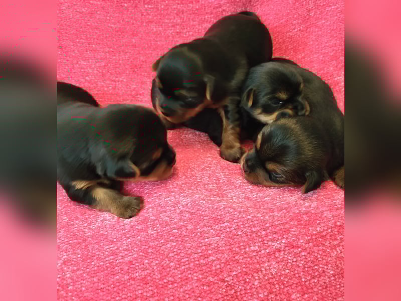 Yorkshire-Terrier-Welpen
