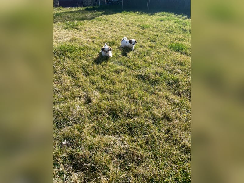 Yorki-mix welpen