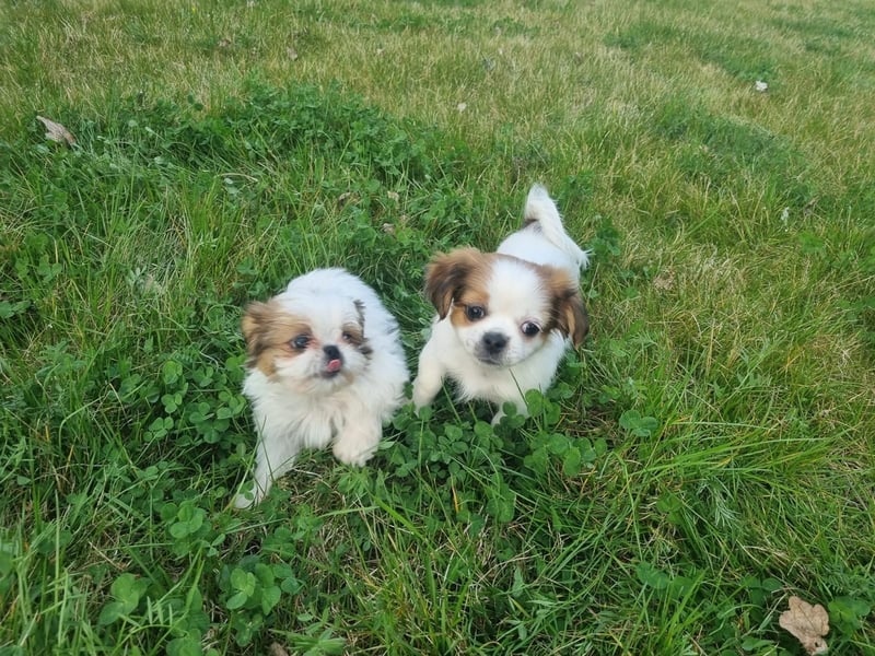 Yorki-mix welpen
