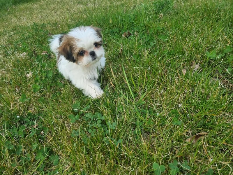 Yorki-mix welpen
