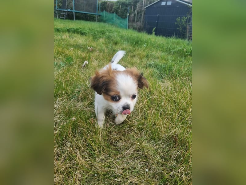 Yorki-mix welpen