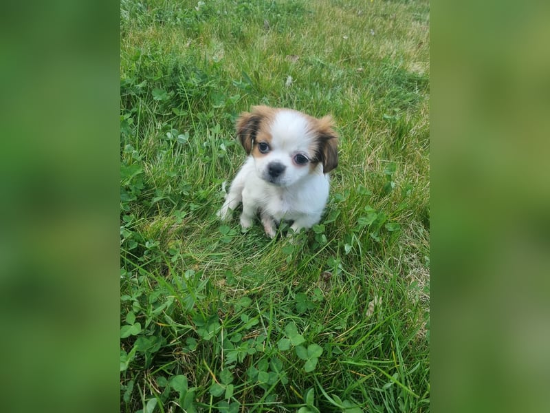Yorki-mix welpen