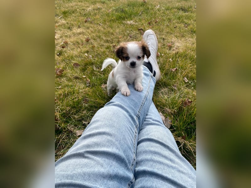 Yorki-mix welpen