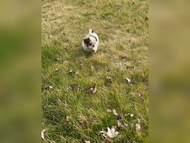 Yorki-mix welpen