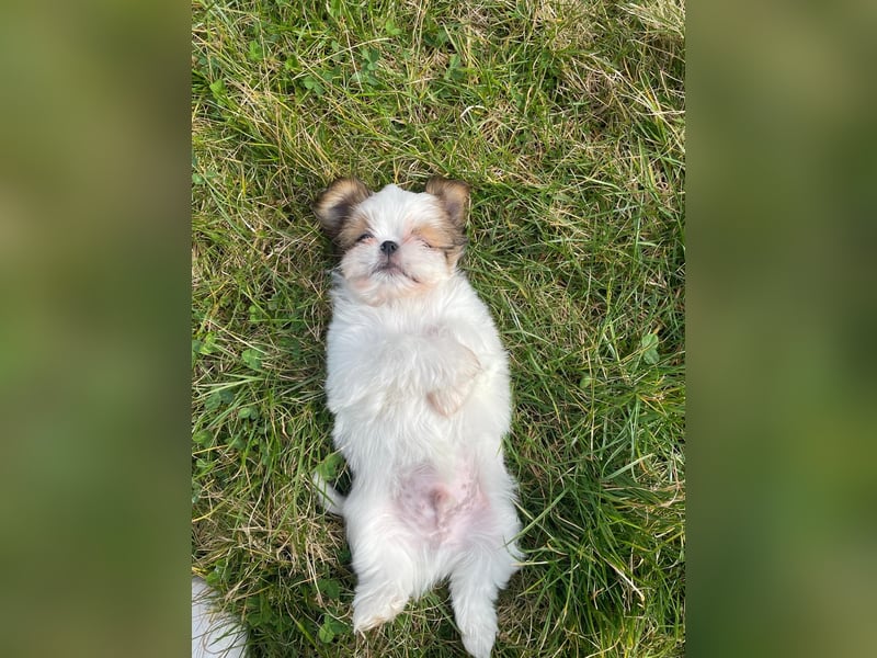 Yorki-mix welpen