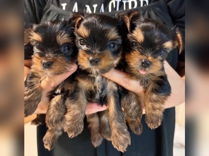 Yorkshire terrier mini welpen