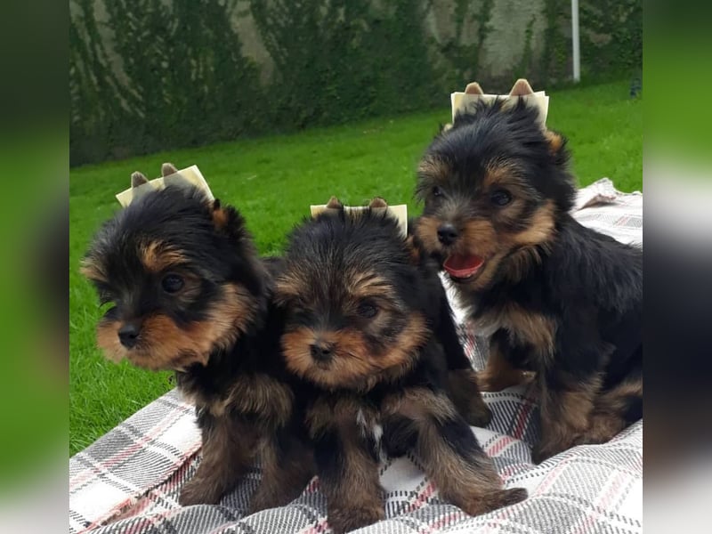 Yorkshire terrier mini welpen