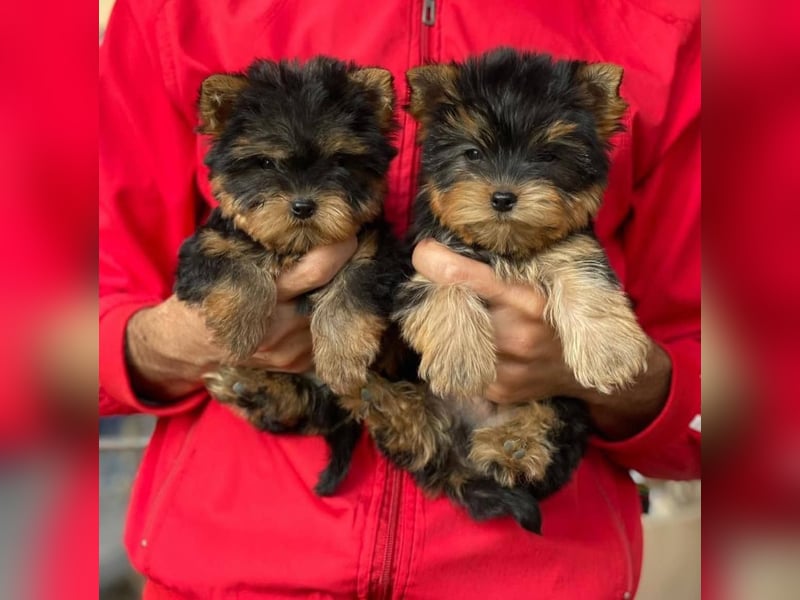 Yorkshire terrier mini welpen
