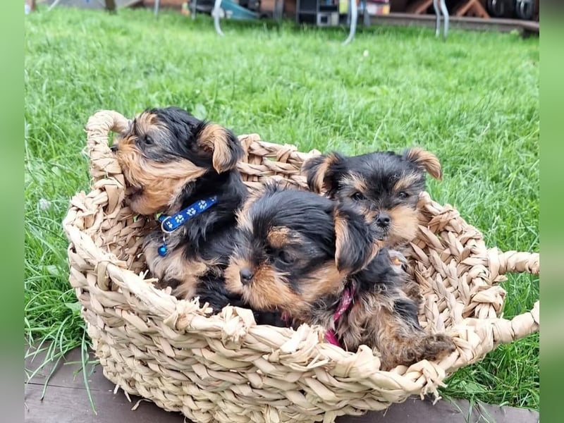 Yorkshire terrier mini welpen
