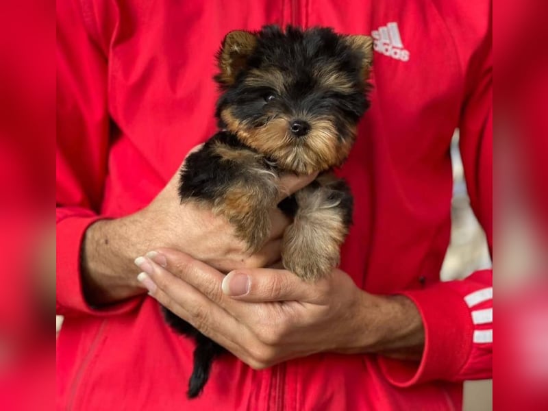Yorkshire terrier mini welpen