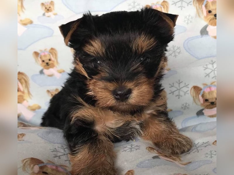 Yorkshire terrier mini welpen