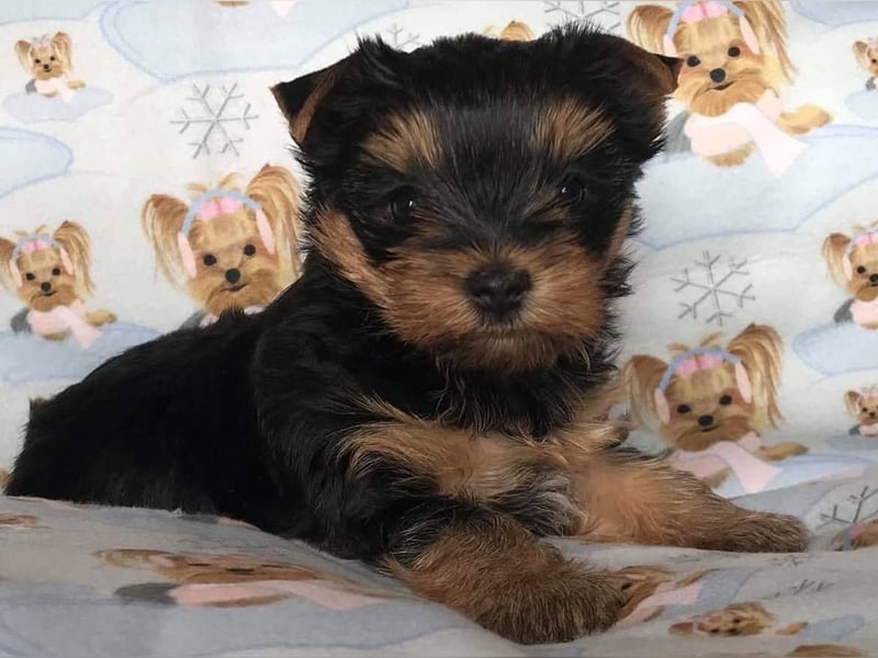 Yorkshire terrier mini welpen