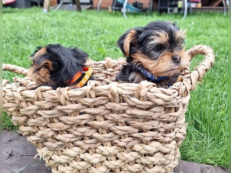 Yorkshire terrier mini welpen