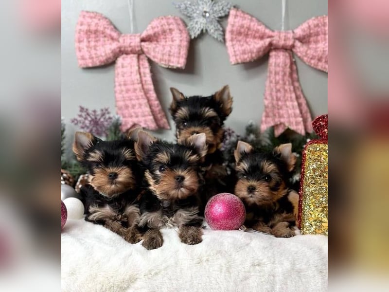 Super Yorkshire terrier welpen