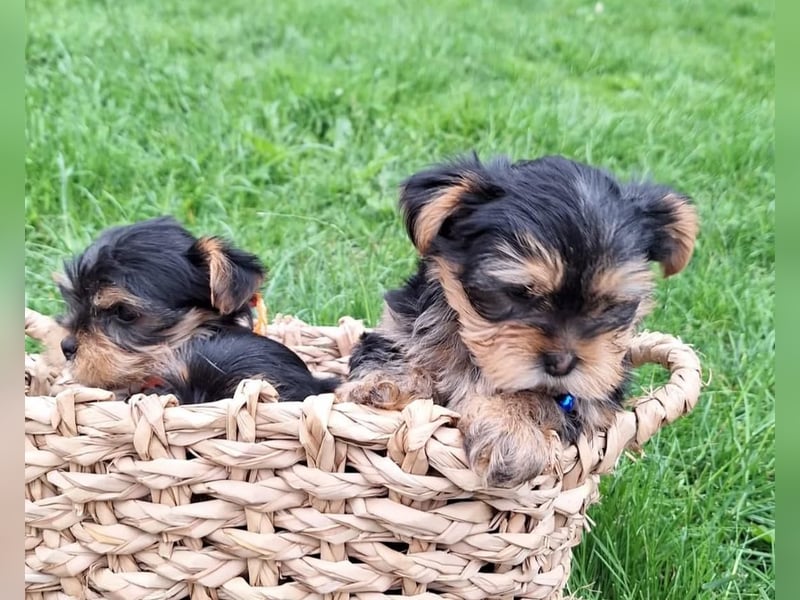 Yorkshire terrier mini welpen
