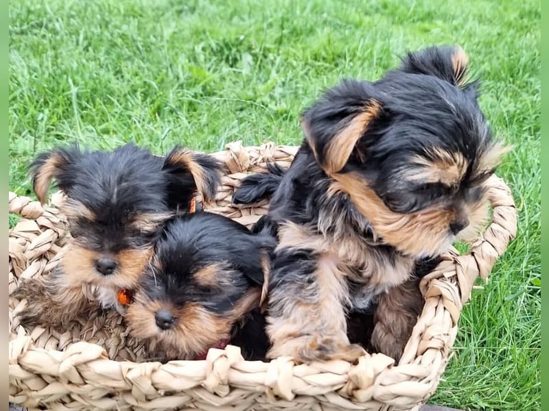 Yorkshire terrier mini welpen