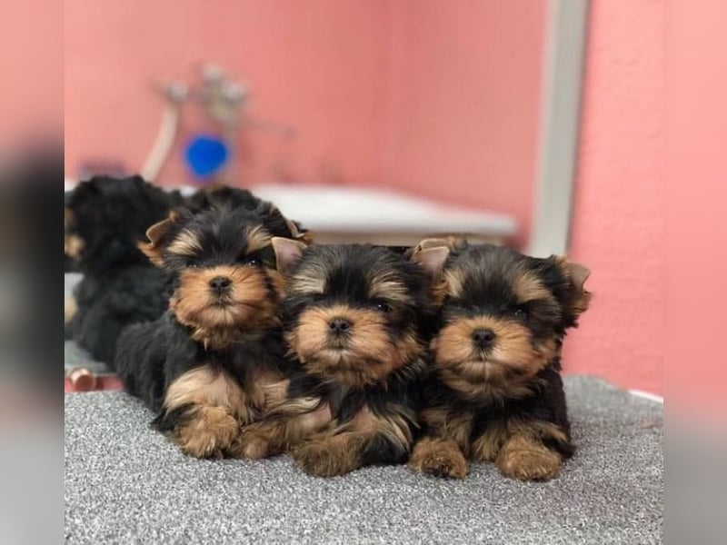 Super Yorkshire terrier welpen