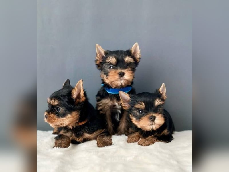 Super Yorkshire terrier welpen