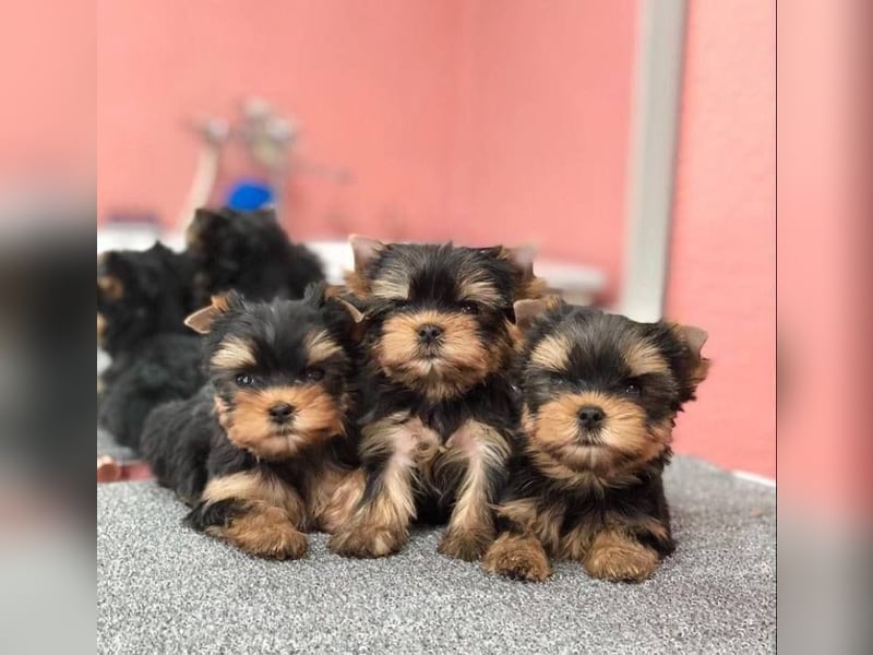 Super Yorkshire terrier welpen