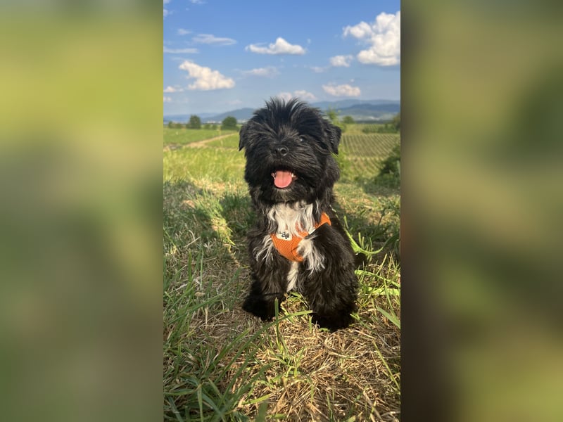 Schwarzer Yorkshire Terrier Deckrüde sucht passende Hündin