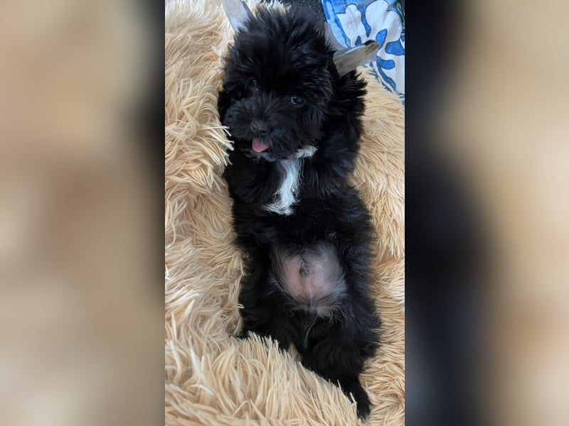 Schwarzer Yorkshire Terrier Deckrüde sucht passende Hündin