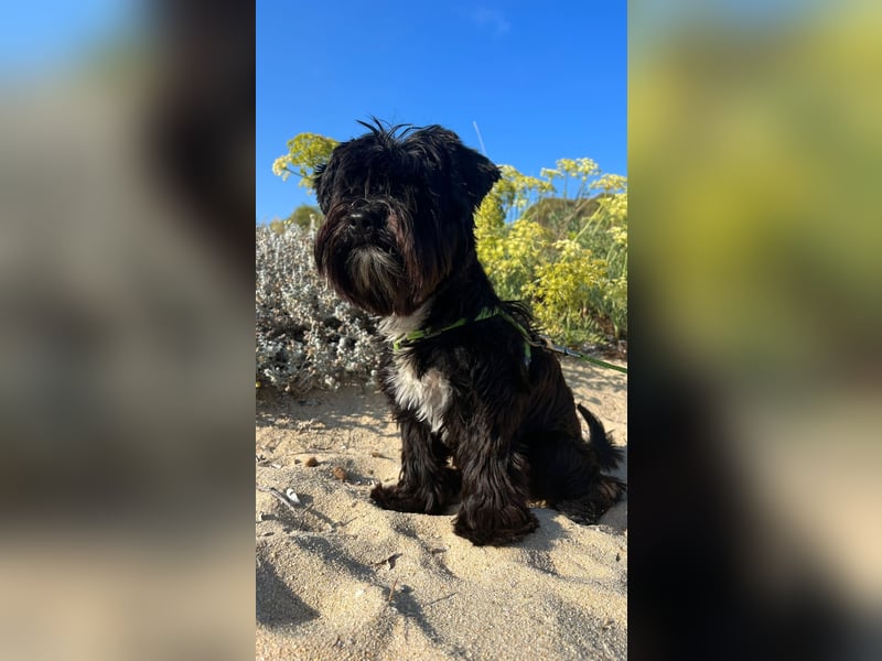 Schwarzer Yorkshire Terrier Deckrüde sucht passende Hündin