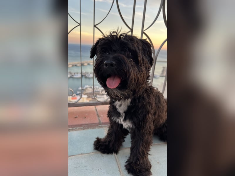 Schwarzer Yorkshire Terrier Deckrüde sucht passende Hündin