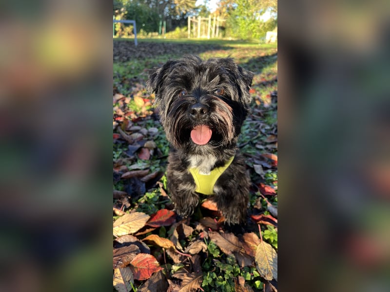 Schwarzer Yorkshire Terrier Deckrüde sucht passende Hündin