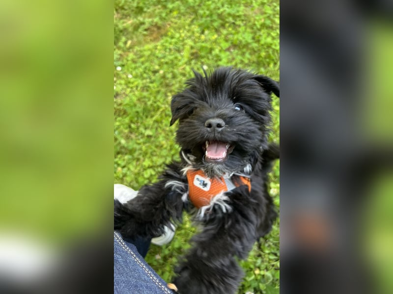 Schwarzer Yorkshire Terrier Deckrüde sucht passende Hündin